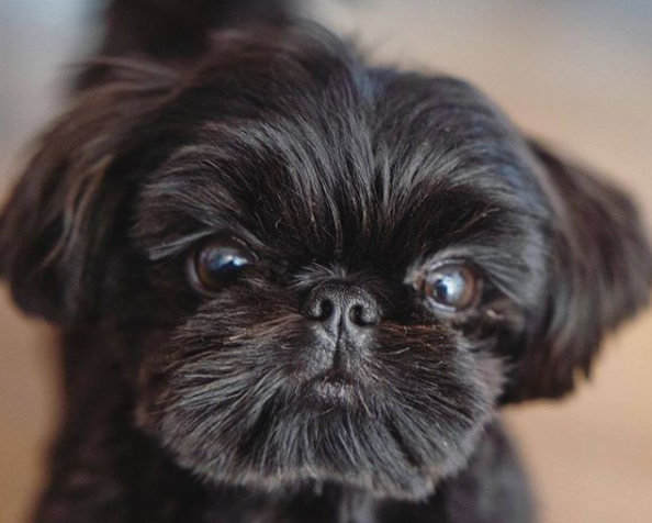 Shih tzu