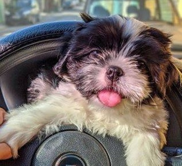 Shih tzu