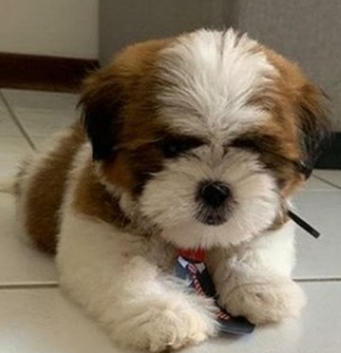 Filhote Shih tzu