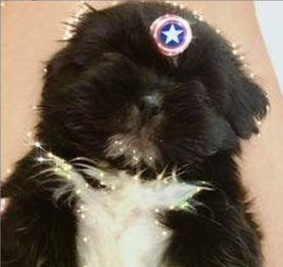 Filhote Shih tzu